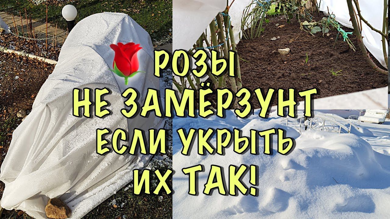 ХВАТИТ ТЕРЯТЬ РОЗЫ! Как ПРОСТО и НАДЁЖНО укрыть РОЗЫ НА ЗИМУ. ПОДРОБНАЯ ИНСТРУКЦИЯ смотреть онлайн