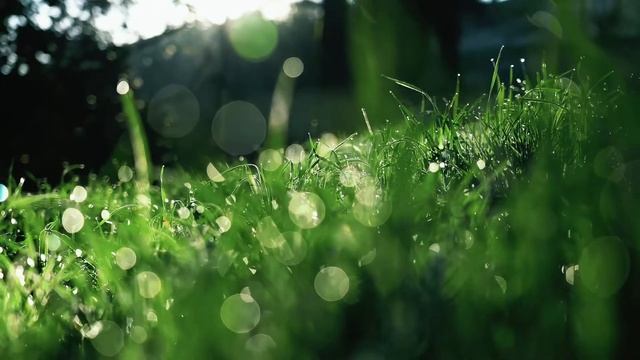 Утренняя роса на траве #природа #утро #роса #шумприроды смотреть онлайн