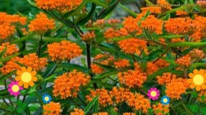 Ваточник туберозовый. Краткий обзор, описание характеристик, где купить рассада asclepias tuberosa