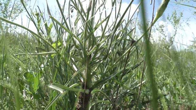 ? Степной бушкрафт — козлобородник в фольге на углях смотреть онлайн