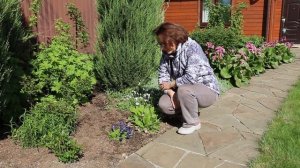 Сосна Пумилио, горечавка, бадан и пионы