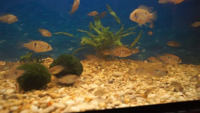 Мальки цихлид смотреть онлайн