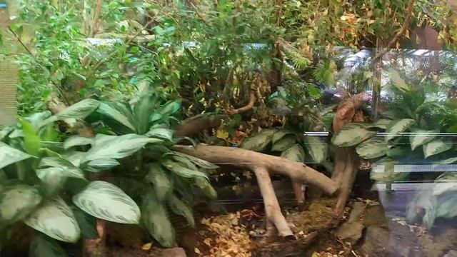 Рептилии в зоопарке Амстердама. 2018 смотреть онлайн