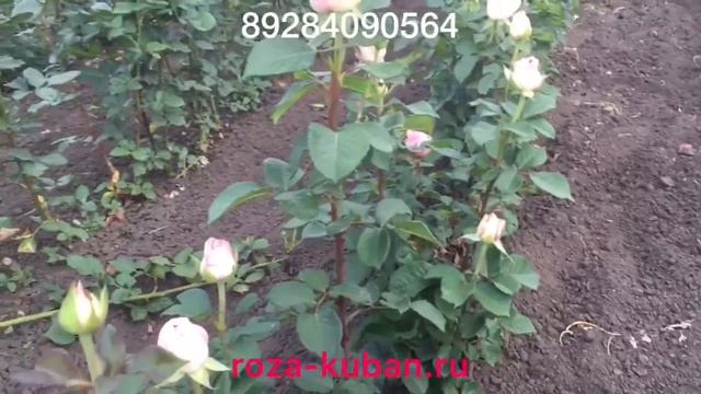 Роза Дольче Вита Плюс смотреть онлайн