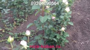 Роза Дольче Вита Плюс