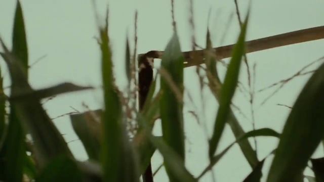 Lord of the Rings Fellowship of the Ring Farmer maggots crop HD смотреть онлайн
