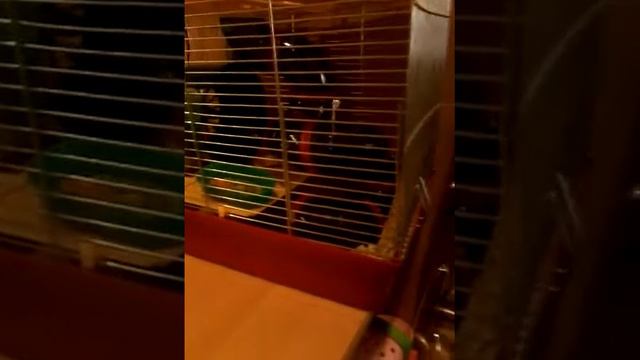 Что должно быть в клетке хомячка | Джунгарский хомяк | Сирийский хомяк смотреть онлайн