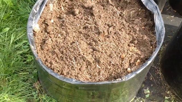 БАТАТ и ЯКОН. Выращивание в МЕШКАХ под СПб. ЭКСПЕРИМЕНТ. МОЙ ОГОРОД В МЕШКАХ 2020. Шаг N12. смотреть онлайн