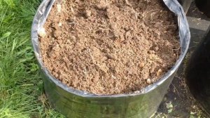 БАТАТ и ЯКОН. Выращивание в МЕШКАХ под СПб. ЭКСПЕРИМЕНТ. МОЙ ОГОРОД В МЕШКАХ 2020. Шаг N12.