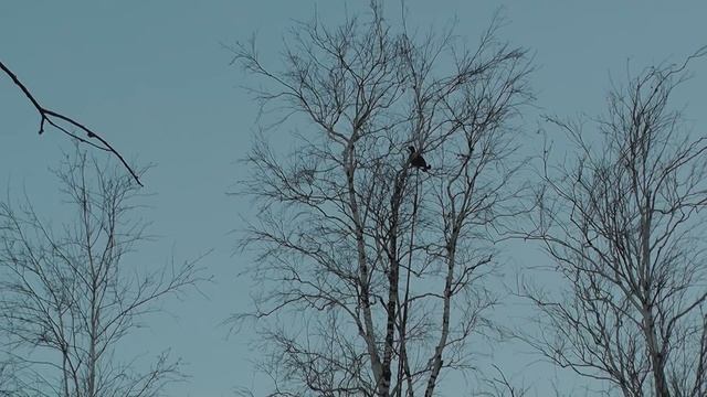 Осенью на реке Конда 2015г. Кондинский район ХМАО. смотреть онлайн