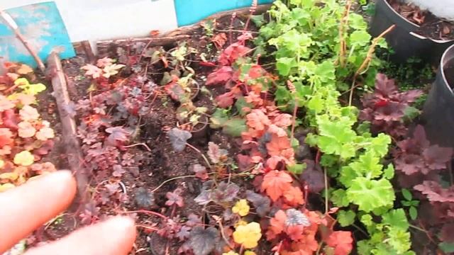 Гейхеры и Хосты и Бересклет. смотреть онлайн