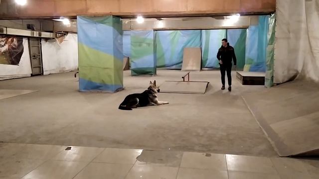 Дрессировка собак Как научить щенка выдержке смотреть онлайн