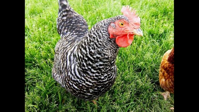 Eng Ko`p Tuxum Tug`adigan Zotdor Tovuqlar