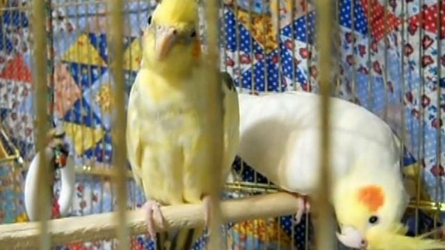 Строим вольер для попугаев Нимфа - Корелла 2 день. смотреть онлайн
