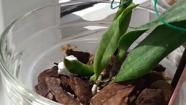 Новые/new орхидеи/orchids 29 08.18 Joy Fairy Tale цветение/blooming in SWC смотреть онлайн
