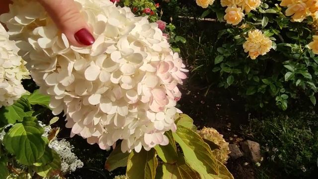 Гортензии Меджикал Свит саммер, Саммер Лав и Шуга Раш?? смотреть онлайн