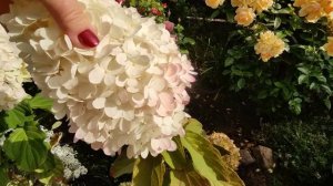 Гортензии Меджикал Свит саммер, Саммер Лав и Шуга Раш??