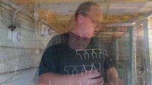 Витамины для поросят и других с/животных//как поставить укол поросенку