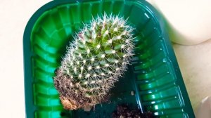 Плохие корни у кактуса Мамиллярия - Mammillaria.