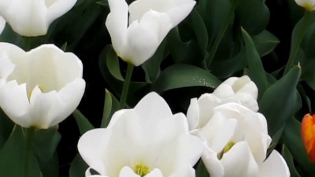 Тюльпаны - Tulips in Cleveland Botanical Gardens .MOV смотреть онлайн