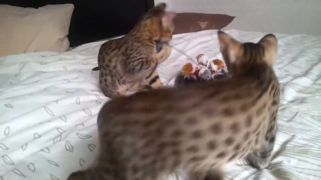 Hunter и Gasparo оцикет котята мальчики