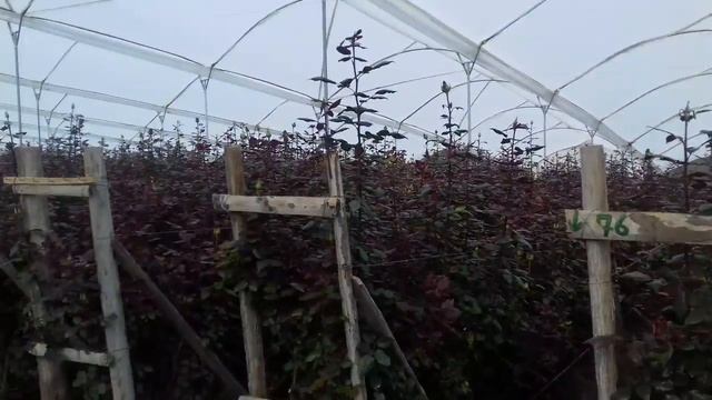 Теплица с розами в Эквадоре. смотреть онлайн