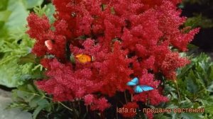 Астильба арендса Гранат (astilbe x arendsii) ? Гранат обзор: как сажать, рассада астильбы Гранат