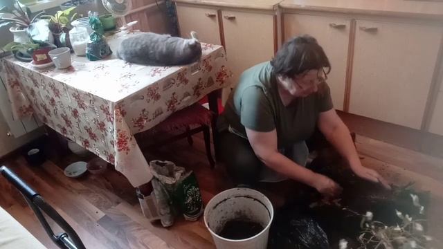 Принесла с помойки смотреть онлайн