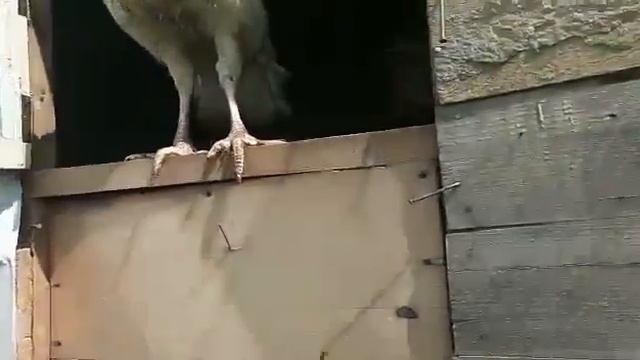 Индюшка хочет погулять