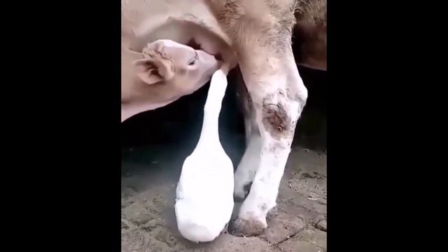 Символ года смотреть онлайн