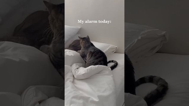 How my cat woke me up today смотреть онлайн