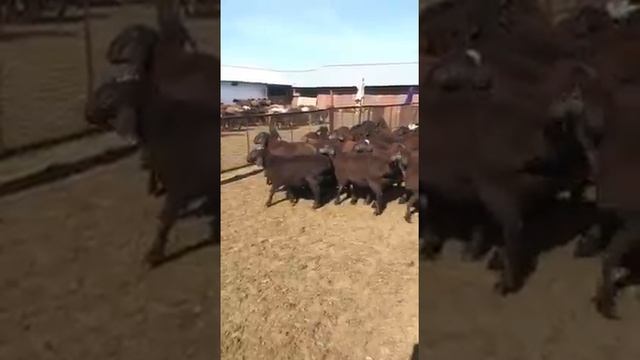Разведение и реализация овец Гиссарской породы смотреть онлайн
