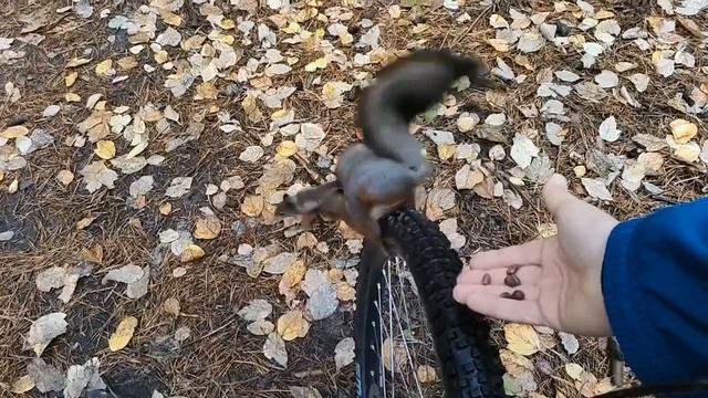 Акела промахнулся. смотреть онлайн