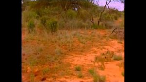 Львы людоеды.