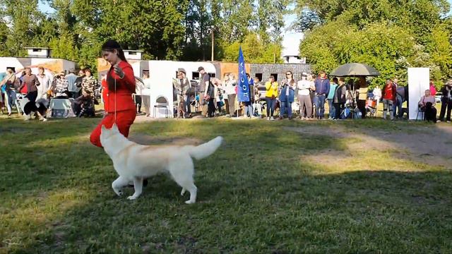 04.06.2023, СПб. Клуб "КСС ДОСААФ". Рейтинговая выставка собак всех пород "МЕМОРИАЛ П.А.Заводчикова смотреть онлайн