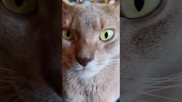 у меня родители Бред Пит и рассвет #shorts смотреть онлайн