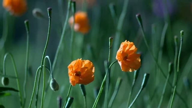 Интерьерные Мечты: Тренды и Вдохновения