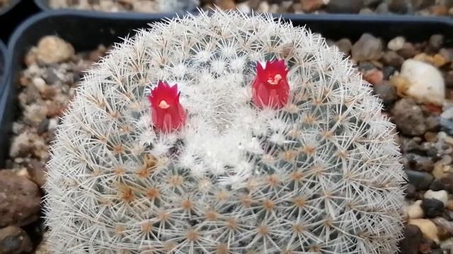 Маммиллярия хааге альбидула смотреть онлайн