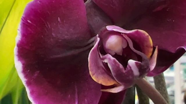 Шикарное поступление орхидей в Леруа Мерлен. Попугай, Каменная Роза, Пират Пикоти, Саммерсонг ... смотреть онлайн