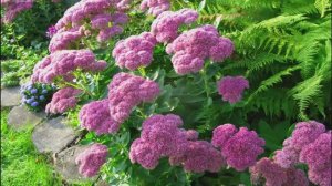 Посадите засухоустойчивые, многолетние, неприхотливые цветы в саду