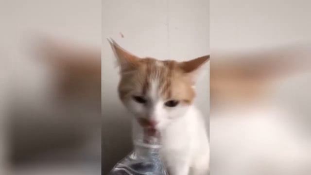 Я РЖАЛ ПОЛ ЧАСА СМЕШНЫЕ ЖИВОТНЫЕ , КОТЫ СОБАКИ ЛУЧШИЕ ПРИКОЛЫ смотреть онлайн