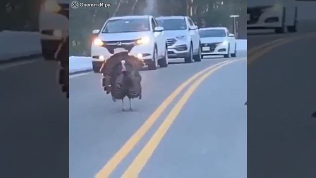 Индюк переводит индюшек через дорогу.mp4 смотреть онлайн