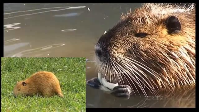 НУТРИИ .ЛУЧШИЕ ПОРОДЫ НУТРИЙ.NUTRIA. THE BEST BREEDS OF NUTRIA.