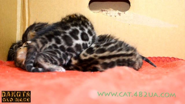 Котята бенгальской кошки день 14 еще смотреть онлайн