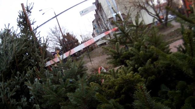 ПОЛЬША ЦЕНЫ НА ЛЕСНЫЕ КРАСАВИЦЫ смотреть онлайн