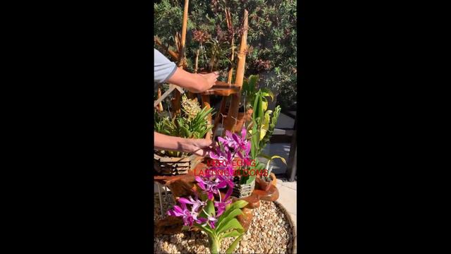 How I care for my Antelope Dendrobiums (section spatulata) смотреть онлайн