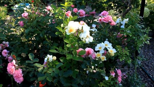 Розы обзор моих любимых сортов Шартрез дэ Парм, Роял Боника, A Shropshire Lad 5 часть смотреть онлайн