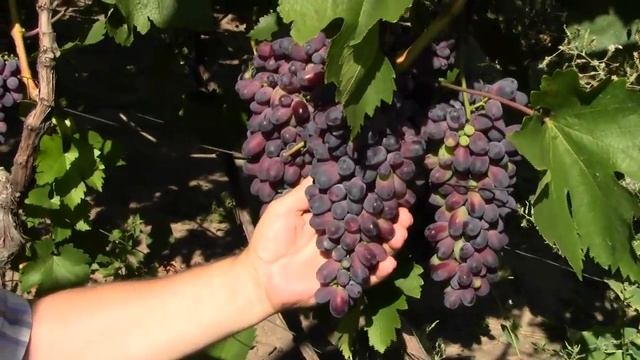 @Виноград КАРМАКОД. Синий виноград смотреть онлайн