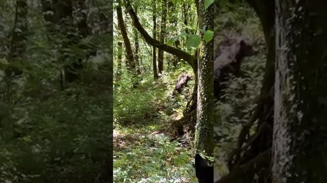 Медведь в лесу Сочи смотреть онлайн