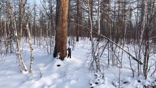 Промысел соболя в Якутии. Проверка капканов. Часть 4. Оттепель. смотреть онлайн